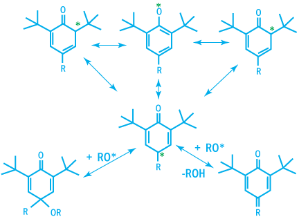 Mesomeric Forms of Phenoxy Radicals